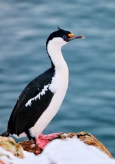 Leucocarbo bransfieldensis