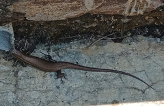 Eutropis multifasciata