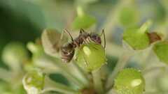 Formica cinerea