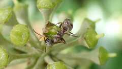 Formica cinerea