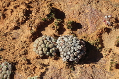 Conophytum minusculum