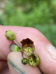 Scrophularia nodosa
