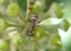Formica cinerea