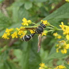 Eumenes crucifera