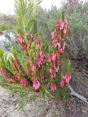 Erica plukenetii