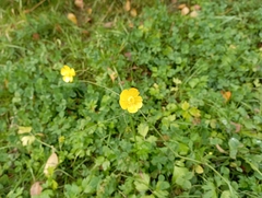 Ranunculus