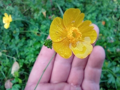 Ranunculus