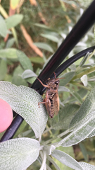 Melanoplus sanguinipes
