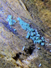 Trichoderma viride