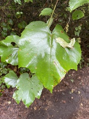 Vitis cinerea