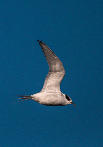 Antarctic Tern (Sterna vittata), photo 9