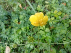 Ranunculus