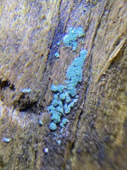 Trichoderma viride