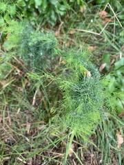 Foeniculum vulgare