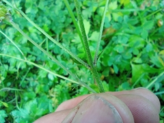 Ranunculus