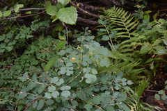 Thalictrum occidentale
