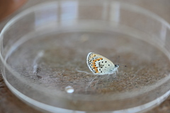 Plebejus melissa