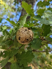 Andricus quercuscalifornicus