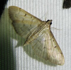 Herpetogramma fluctuosalis