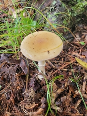 Amanita multisquamosa