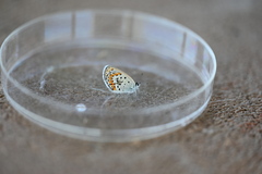 Plebejus melissa