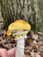Armillaria mellea