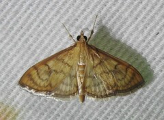 Anania labeculalis