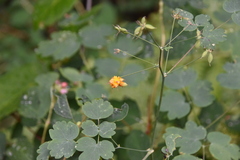 Thalictrum occidentale