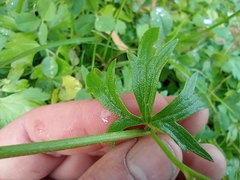 Ranunculus