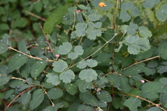Thalictrum occidentale