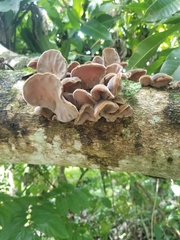 Auricularia nigricans