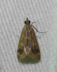 Loxostege typhonalis