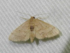 Idaea eremiata