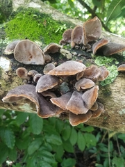 Auricularia nigricans