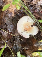 Amanita multisquamosa