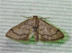 Idaea demissaria