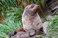 Arctocephalus gazella