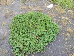 Trifolium repens