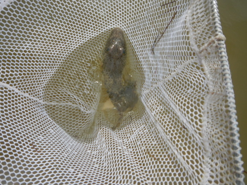 Sphoeroides nephelus