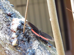 Biblis hyperia