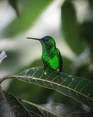 Saucerottia cyanifrons