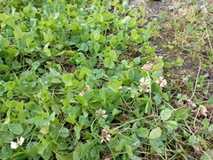 Trifolium repens