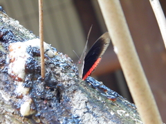 Biblis hyperia