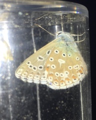 Polyommatus
