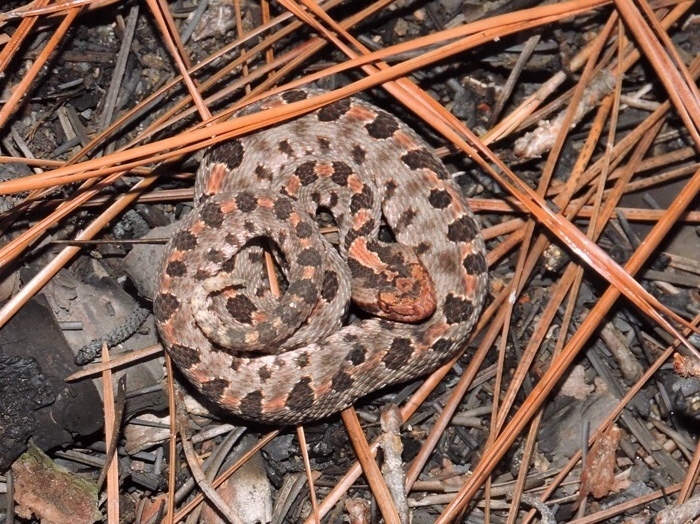 Carolina Pygmy Rattlesnake on August 11, 2018 at 08:07 PM by Nick ...