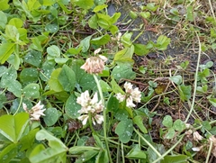 Trifolium repens