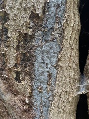 Biscogniauxia atropunctata