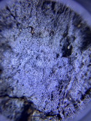 Biscogniauxia atropunctata