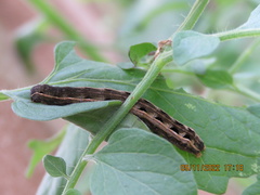 Spodoptera ornithogalli