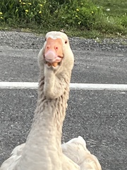 Anser anser domesticus